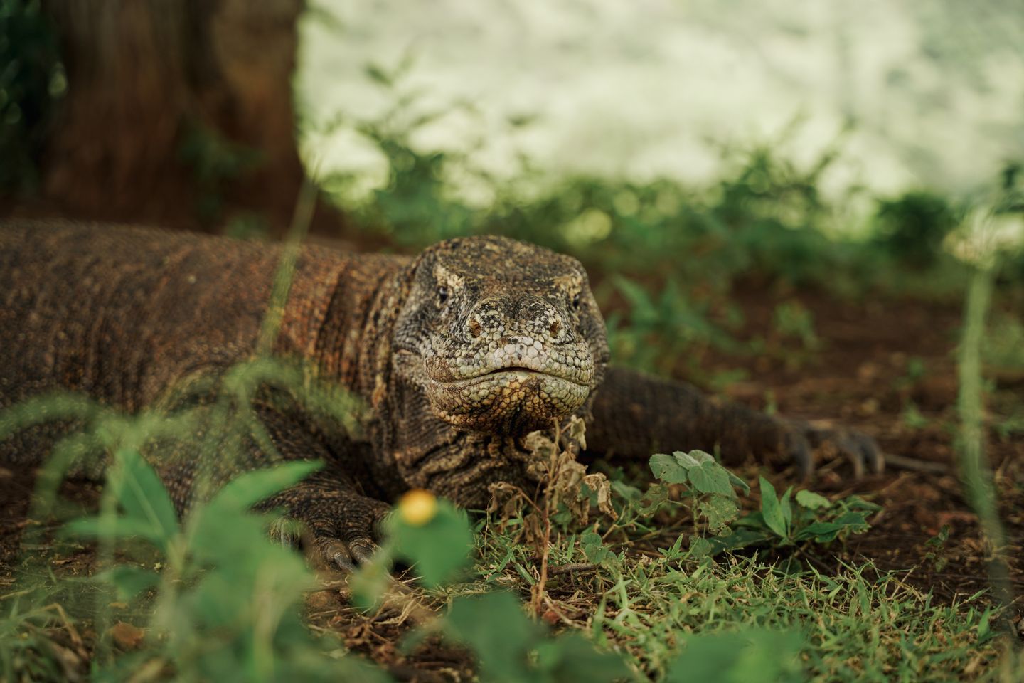 3D2N - SAIL KOMODO - KOMODO ISLAND
