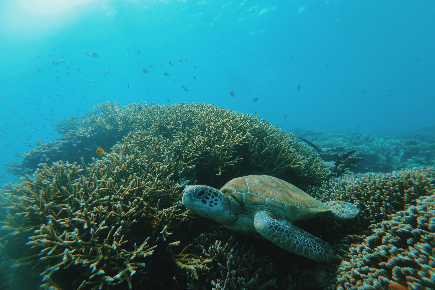 3D2N - SAIL KOMODO - SIABA ISLAND