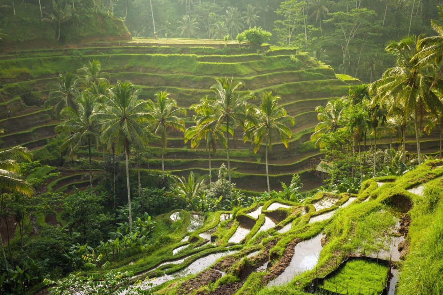 Rice Terraces